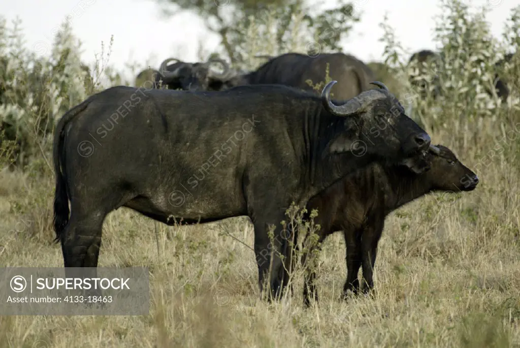 African Buffalo, Syncerus caffer, Masai Mara, Kenya, adult