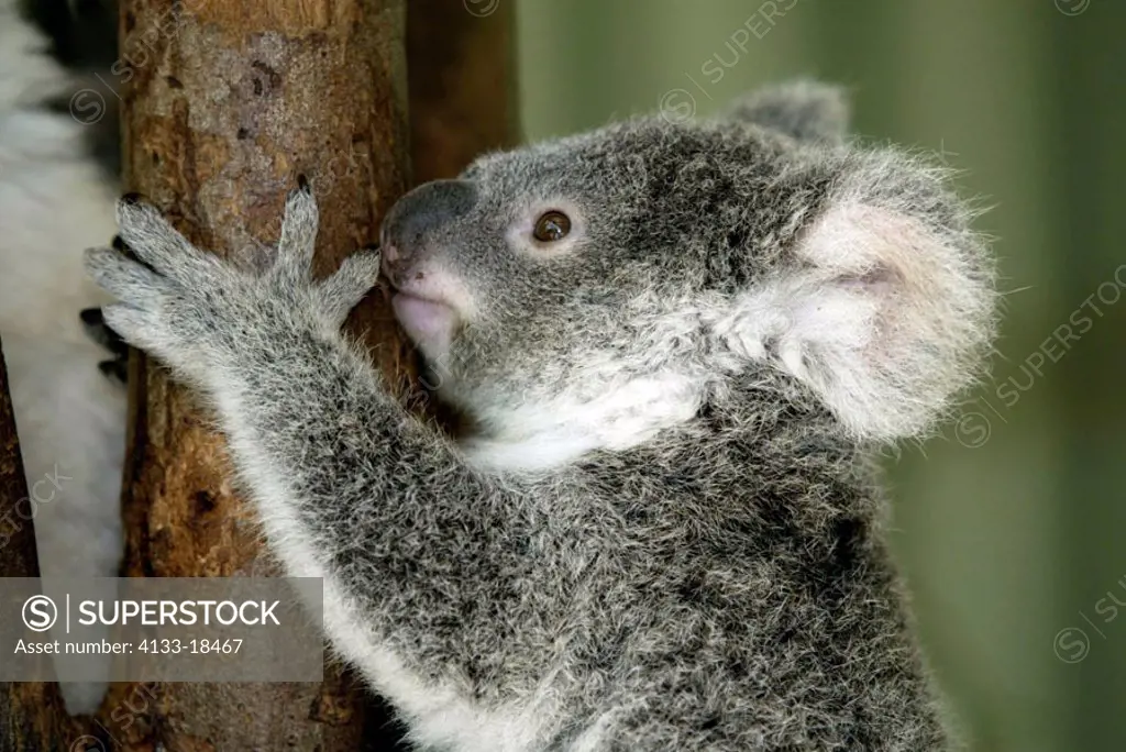 Koala Phascolarctos cinereus Australia