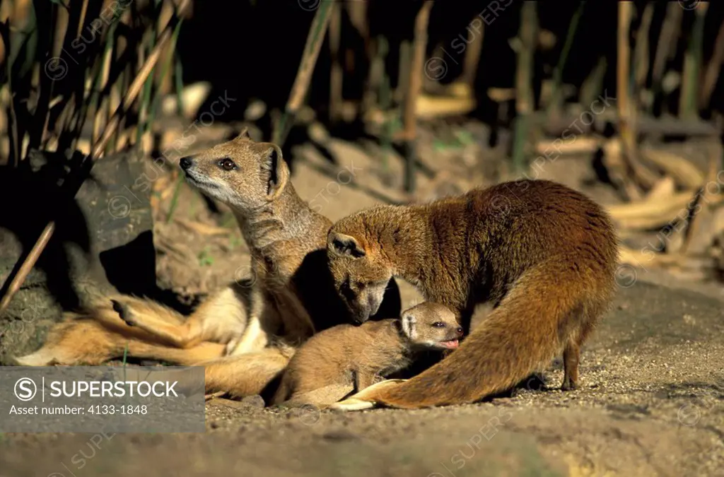 Yellow Mangoose,Cynictis penicillata,Africa,adult female with young cubs at cave