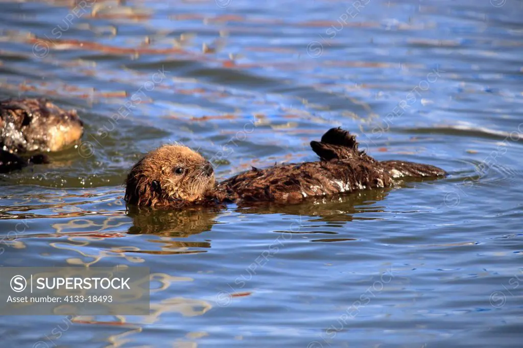 Sea Otter,Enhydra lutris,Monterey,California,USA,young in water