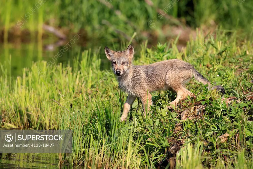 Gray Wolf,Grey Wolf,Canis lupus,Minnesota,USA,young at water