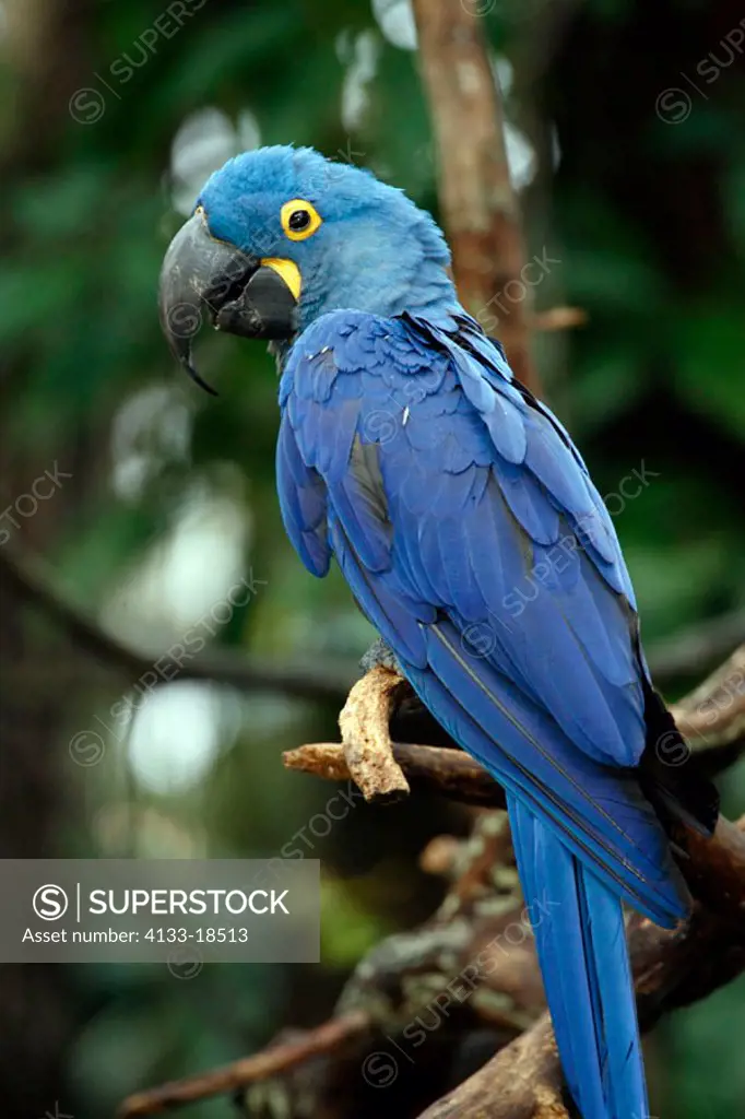 Blue Macaw, Anodorhynchus hyazinthinus, South America, adult on tree