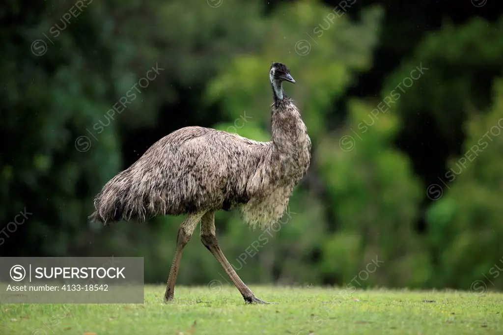 Emu,Dromaeus novaehollandiae,Australia,adult walking