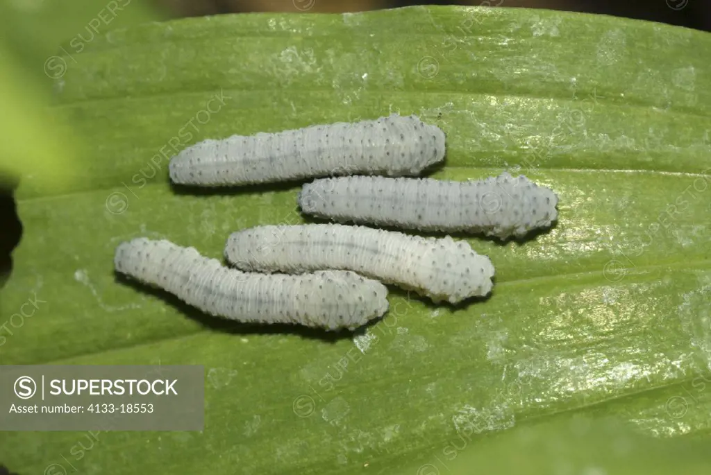 Symphyta , Sawfly , Germany , Group feeding on leaf