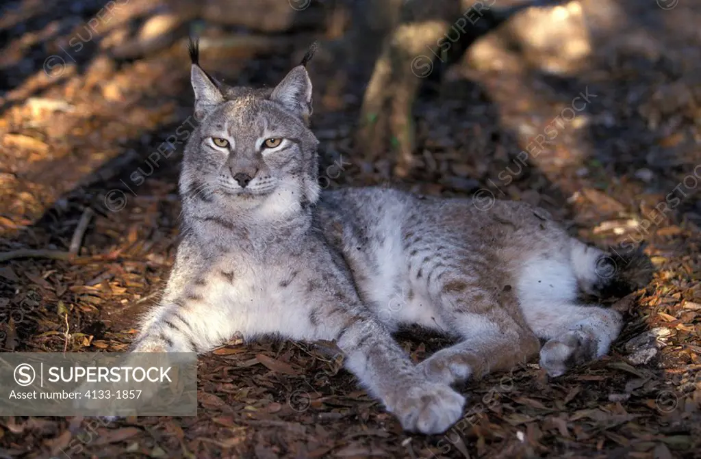 European Lynx,Felis lynx,Europe,adult