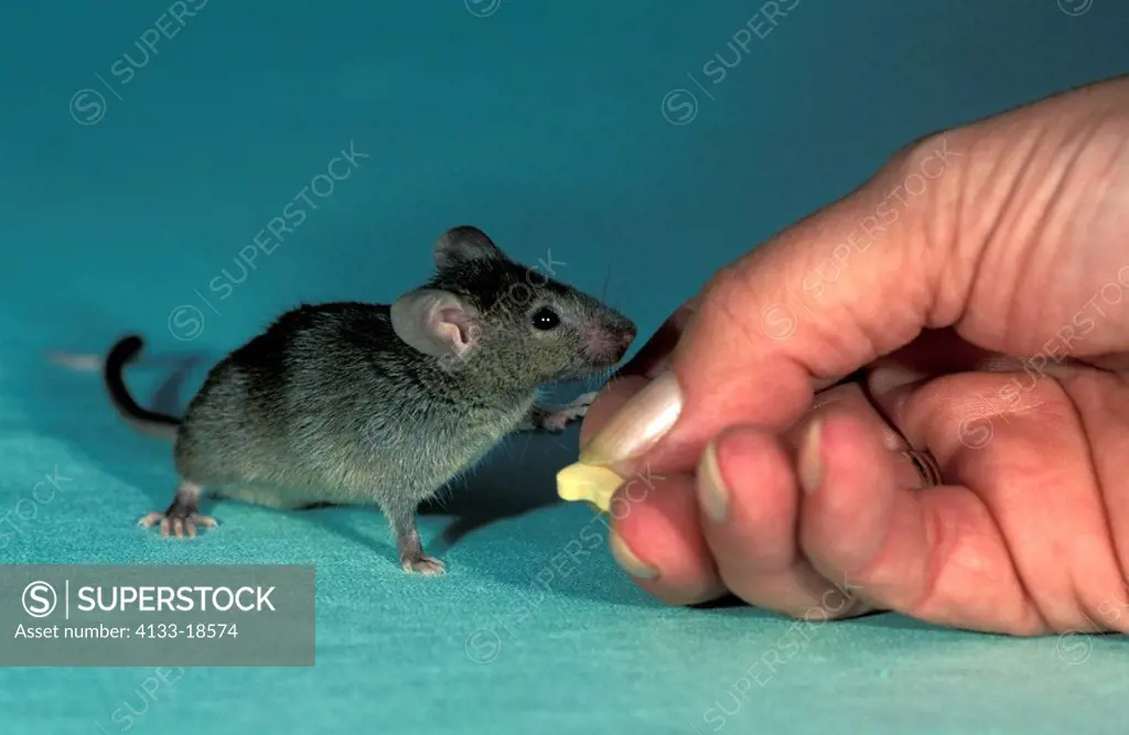 House Mouse,Mus musculus,Germany,young feeding by human