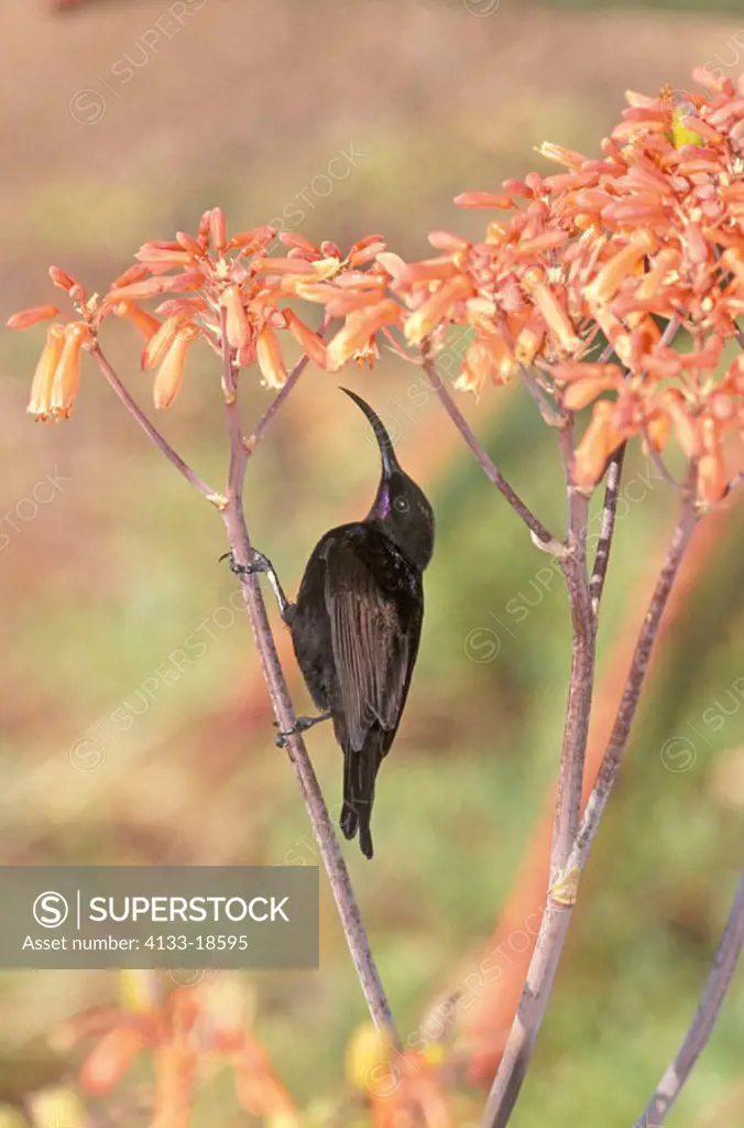 Black Sunbird, Nectarinia amethystina, Addo Elephant Nationalpark, South Africa, adult male on tree