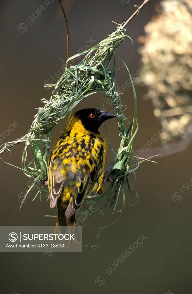 Spottedbacked Weaver,Ploceus cucullatus nigriceps,Kruger Nationalpark,South Africa,Africa,adult male builds nest