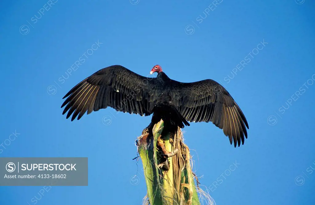 Turkey Vulture,Cathartes aura,Everglades Nationalpark,Florida,USA,adult warming up on tree