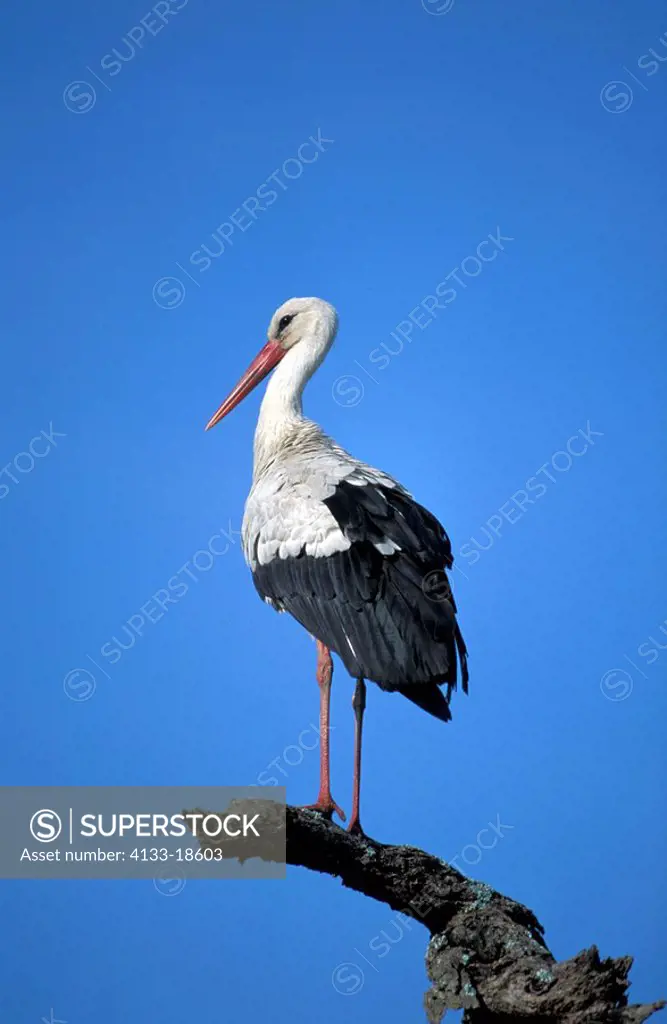 White Stork,Ciconia ciconia,Mannheim,Germany,Europe,adult on tree