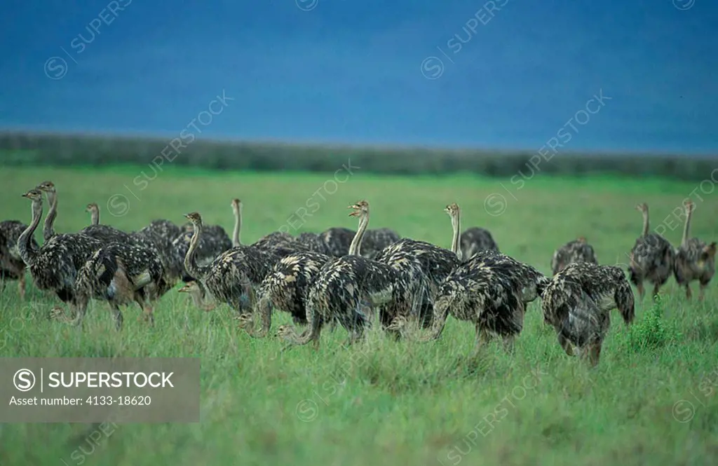 Masai Ostrich Struthio camelus massaicus Ngorongoro Crater Tanzania Africa