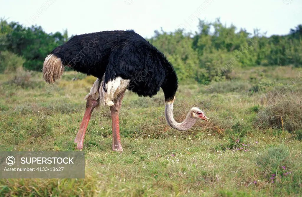 South African Ostrich,Struthio camelus australis,Addo Elephant Nationalpark,South Africa,Africa,adult male
