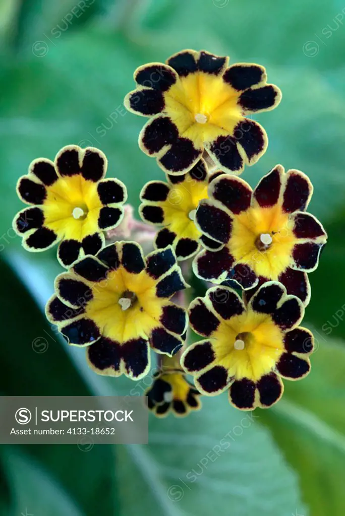 Gold Lace Scarlet Primula victoriana Germany Europe