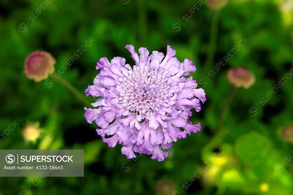 Blue buttons,Field Scabious,Knautia arvensis,Ellerstadt,Germany,Europe,blooming