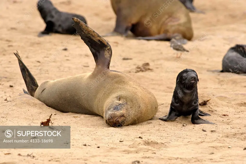 Cape Fur Seal, Arctocephalus pusillus, Cape Cross, Namibia , Africa, adult with pup