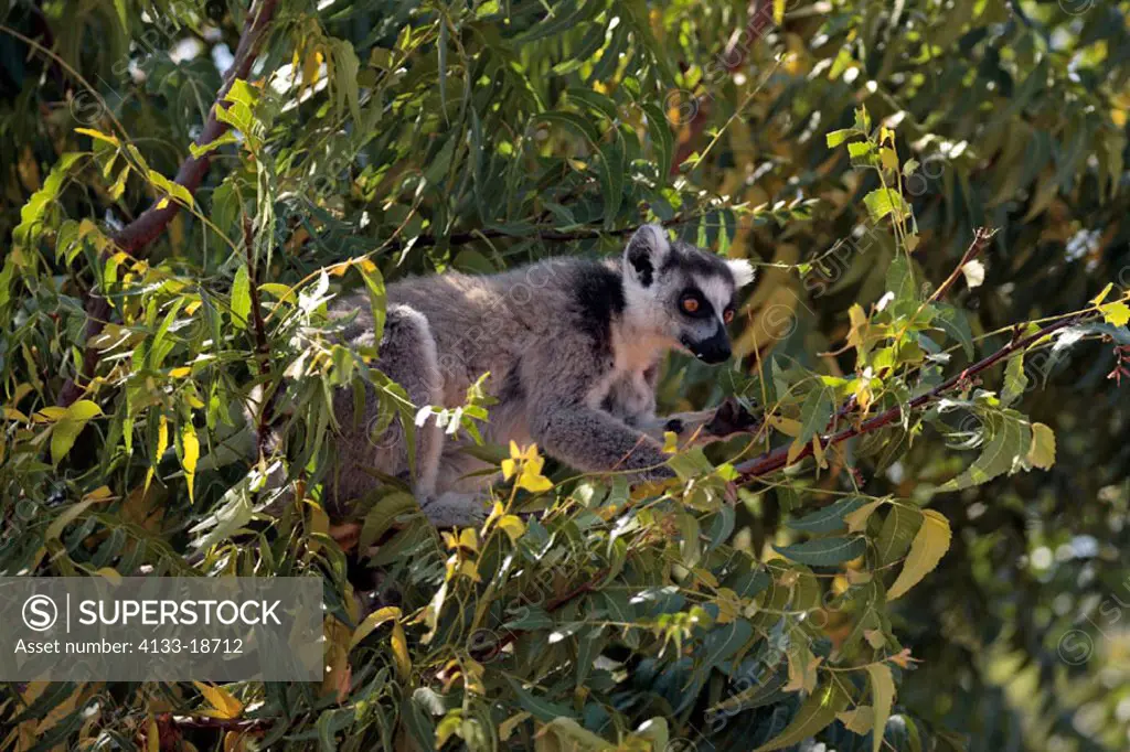 Ring Tailed Lemur, Lemur catta, Berenty Game Reserve, Madagascar, adult on tree