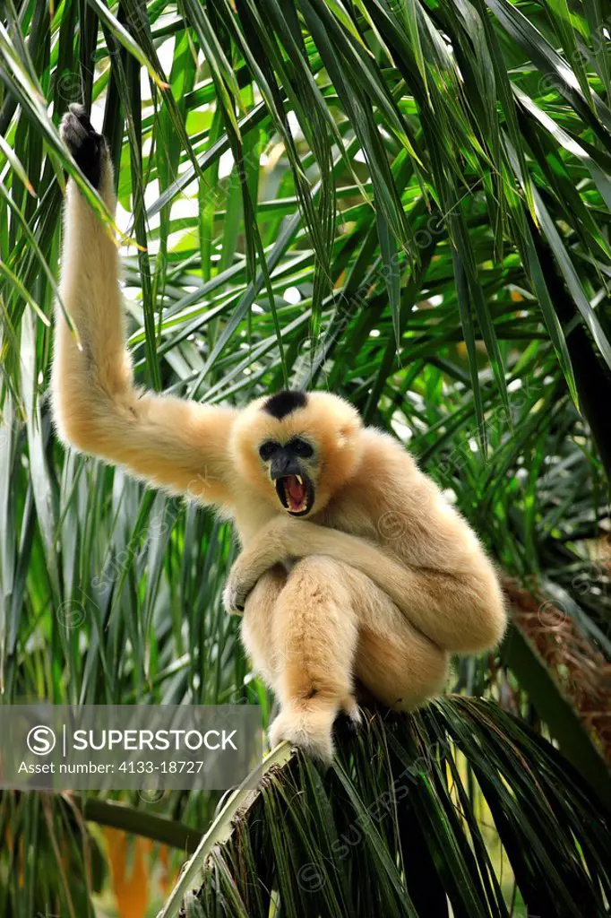White_cheeked gibbon/Hylobates leucogenys,Asia,adult female calling on tree