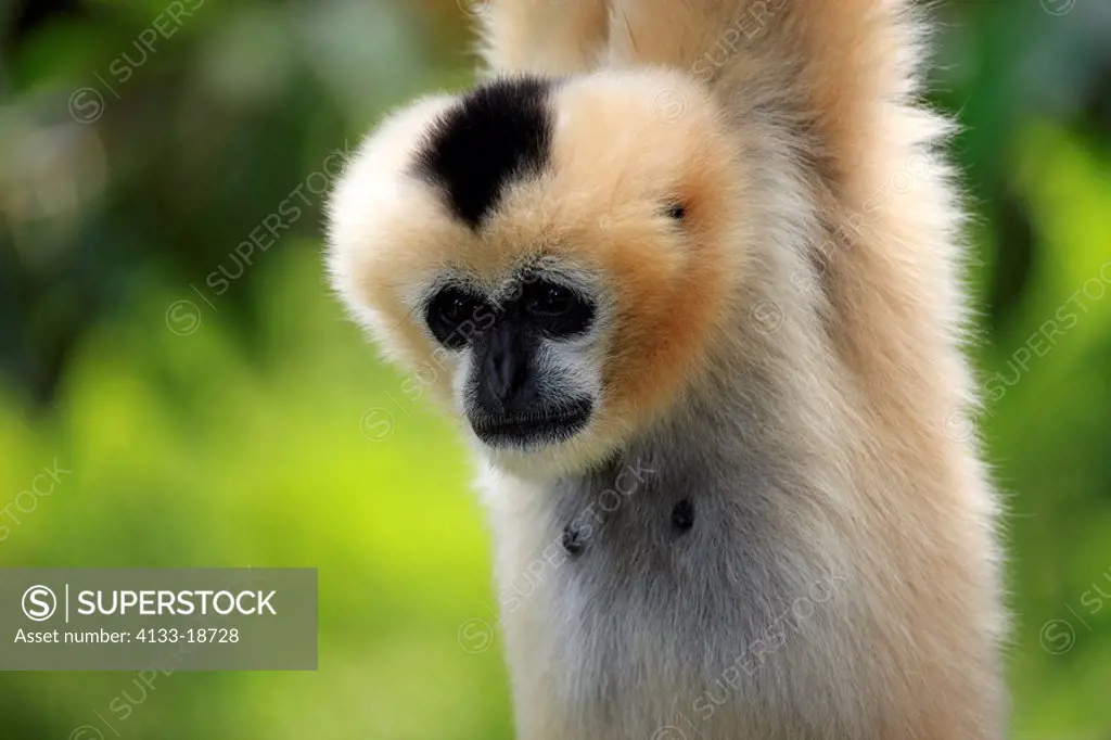 White_cheeked gibbon/Hylobates leucogenys,Asia,adult female on tree portrait