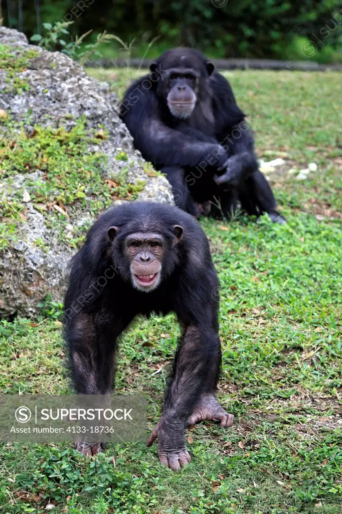 Chimpanzee,Pan troglodytes troglodytes,Africa,subadult and mother