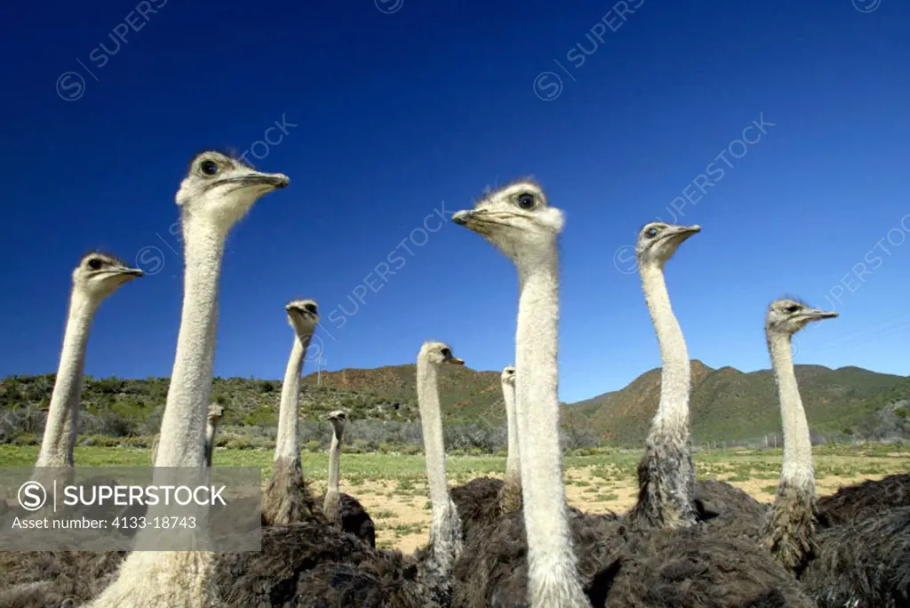 South African Ostrich Struthio camelus australis Karoo South Africa Africa