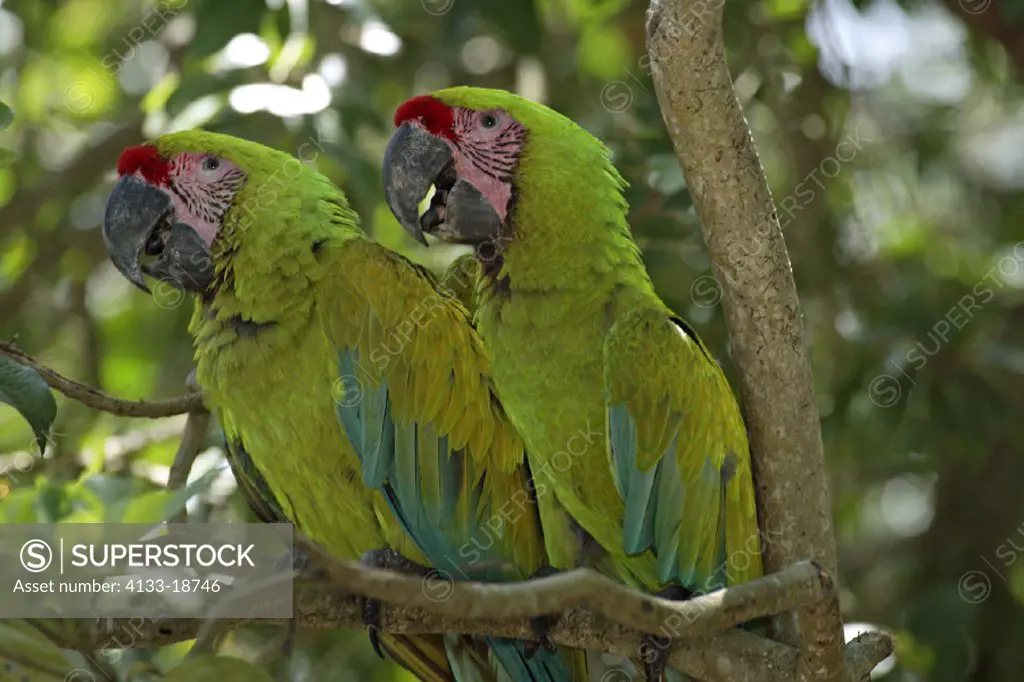 Military Green Macaw , Great Green Macaw , Grand Military Macaw , Ara militaris , Roatan , Honduras , Central America , South America , America