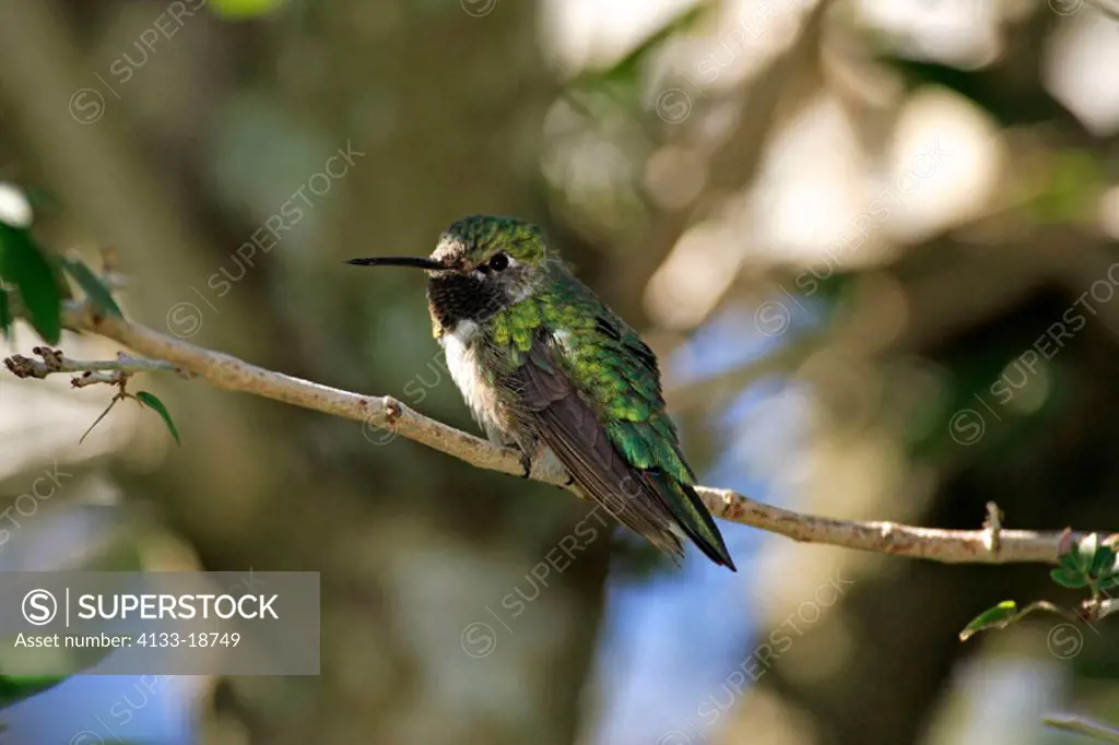 Broad Tailed Hummingbird, Selasphorus platycercus, USA, adult male on tree