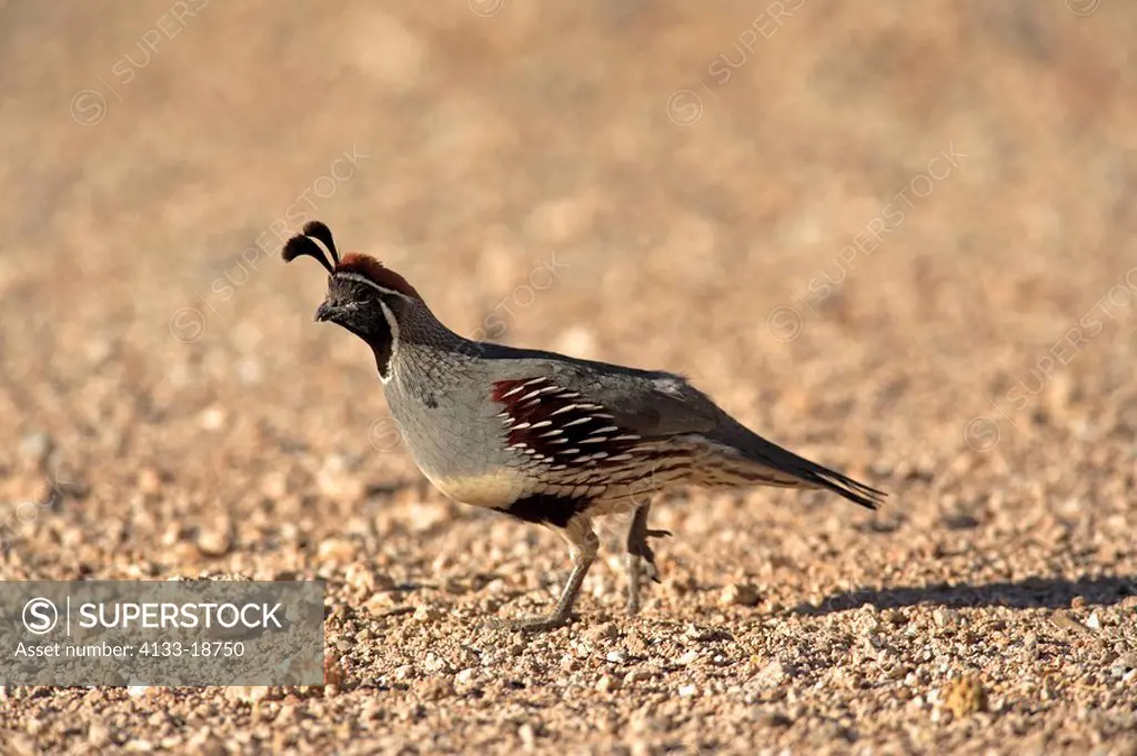 Gambel`s Quail,Callipepla gambelii,Sonora Desert,Arizona,USA,adult male