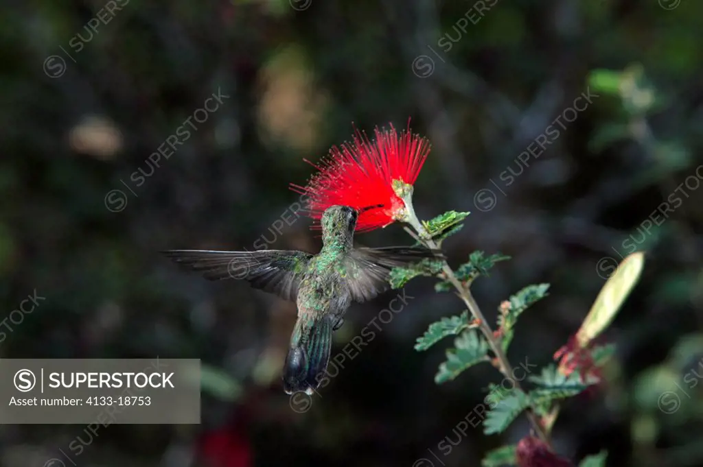 Black Chinned Hummingbird,Archilochus alexandri,Sonora Desert,Arizona,USA,America,flying feeding on bloom