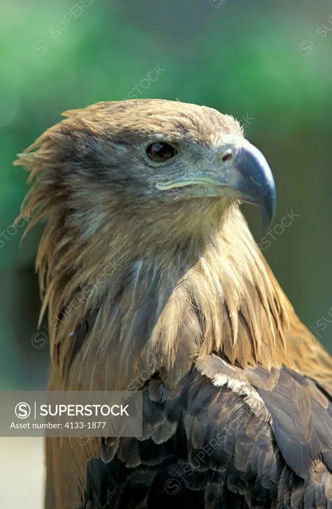 Palla`s Sea Eagle, Haliaetus leucoryphus, Asia, adult portrait