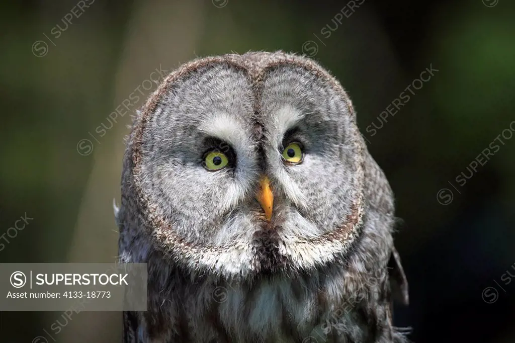 Great Grey Owl,Strix nebulosa,Germany,Europe,adult portrait