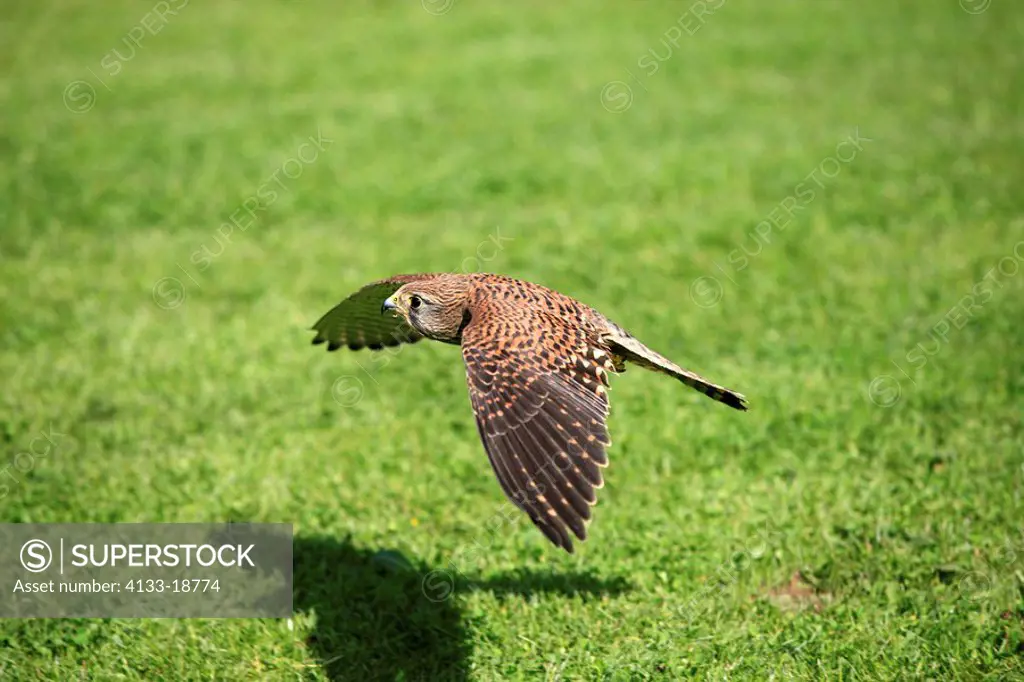 Kestrel,Rock Krestel,Falco tinnunculus,Germany,Europe,adult female flying