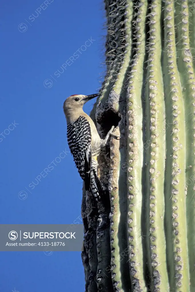 Gila Woodpecker , Melanerpes uropygialis , Arizona , USA , America , adult  on saguaro cactus at breeding cave