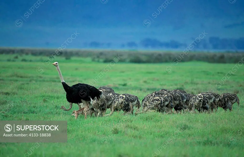 Masai Ostrich Struthio camelus massaicus Ngorongoro Crater Tanzania Africa