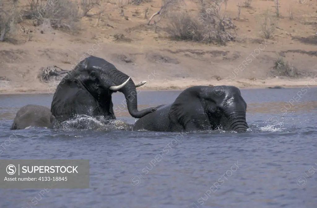 African Elephant , Loxodonta africana , Chobe National Park , Botswana , Africa , Adult crossing river