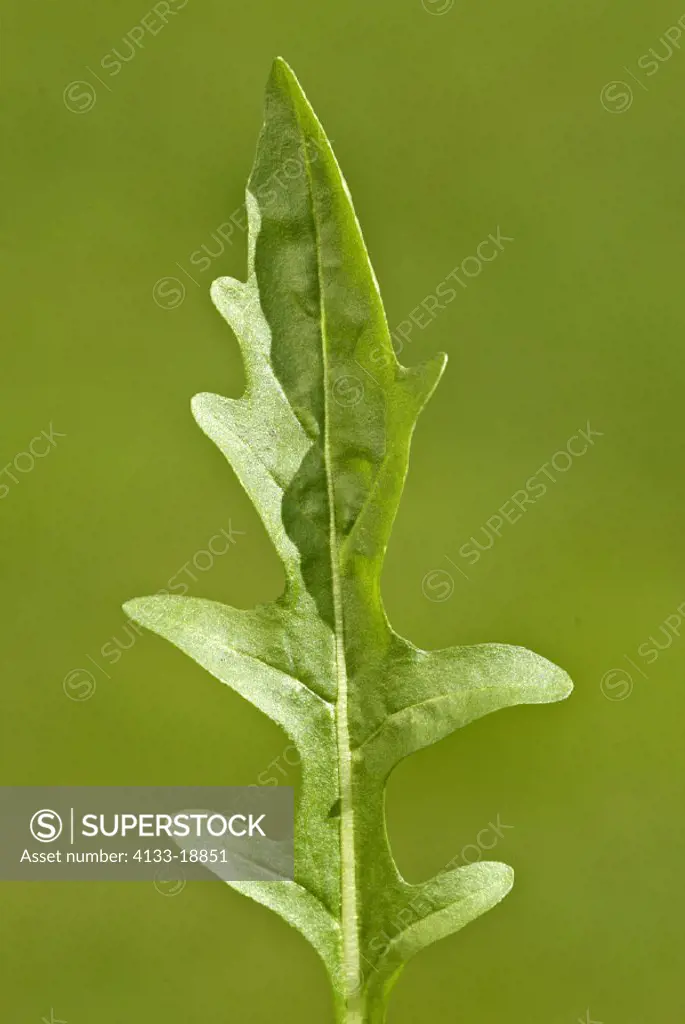 Salad Rocket , Eruca vesicaria , Germany , Europe , leaves , food , salat