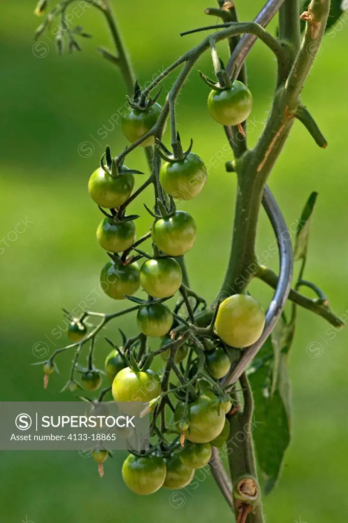 Cherry Tomato, Lycopersicon esculentum var Cerasiforme, Germany, fruit on bunch
