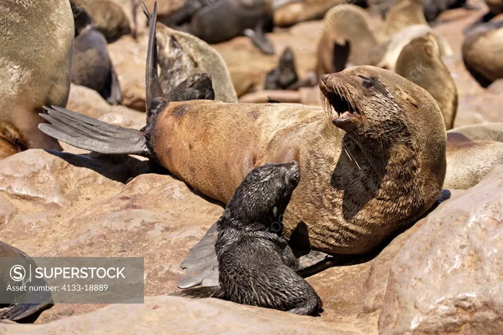 Cape Fur Seal, Arctocephalus pusillus, Cape Cross, Namibia , Africa, adult female with pup calling