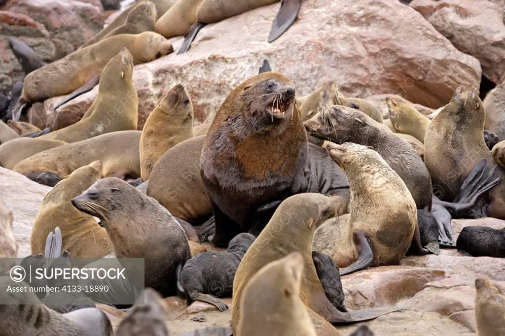 Cape Fur Seal, Arctocephalus pusillus, Cape Cross, Namibia, adults in colony
