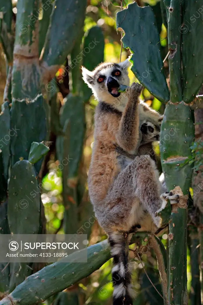 Ring Tailed Lemur, Lemur catta, Berenty Game Reserve, Madagascar, adult female with young feeding on cactus