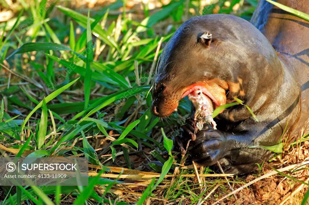 Giant River Otter,Pteronura brasiliensis,Pantanal,Brazil,adult,ashore,with prey,with fish,portrait