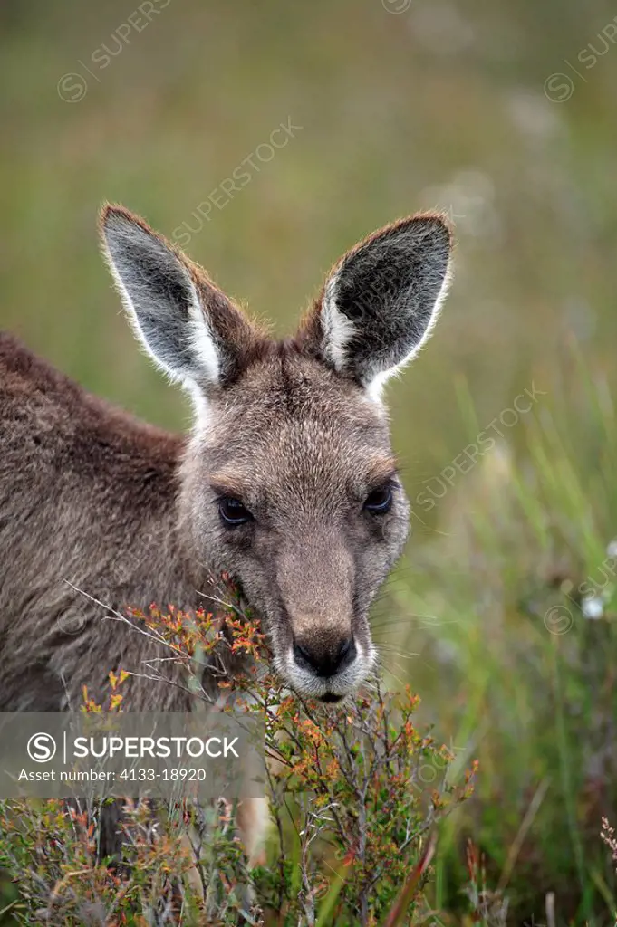 Eastern Grey Kangaroo,Macropus giganteus,Wilson Promontory Nationalpark,Australia,adult feeding portrait