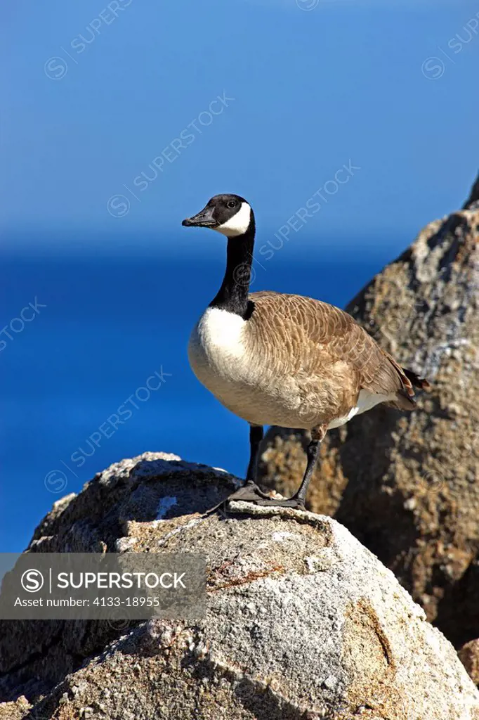 Canada Goose,Branta canadensis,Monterey,California,USA,adult on rock
