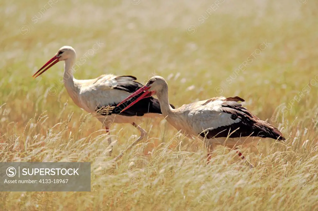 White Stork,Ciconia ciconia,Kruger Nationalpark,South Africa,Africa,two storks searching for food
