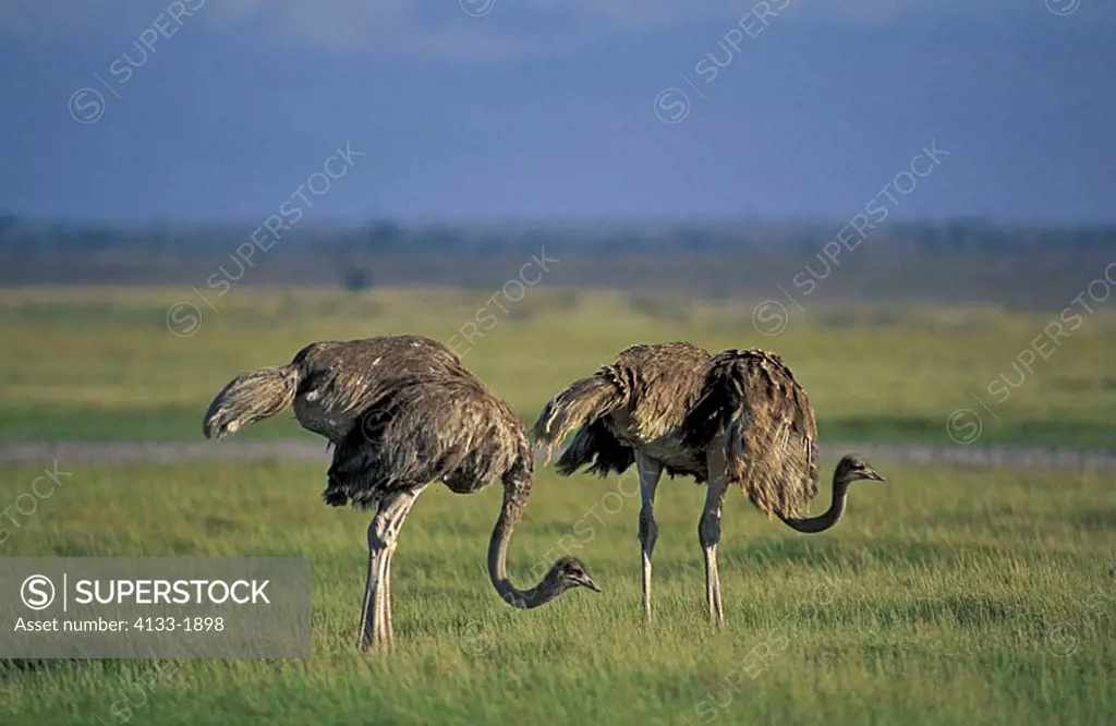 Masai Ostrich Struthio camelus massaicus Amboseli Nationalpark Kenya Africa