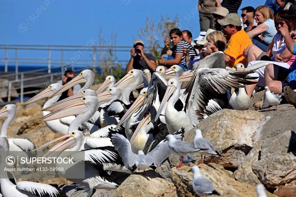 Pelican Man,Kingscote,Kangaroo Island,Australia,john the pelikan man feeds Australian Pelicans