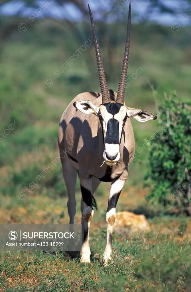 Beisa Oryx,Oryx beisa,Samburu Game Reserve,Kenya,Africa,adult
