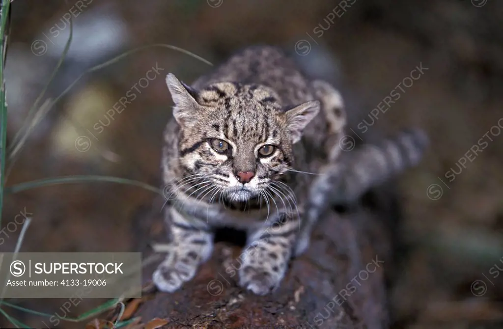 Geoffroy´s Cat,Felis Leopardus geoffroyi,South America,adult