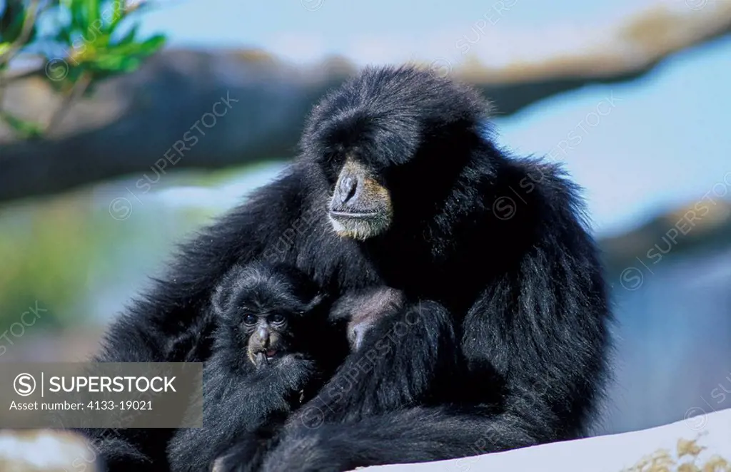 Siamang,Symphalangus syndactylus,Asia,adult mother with young