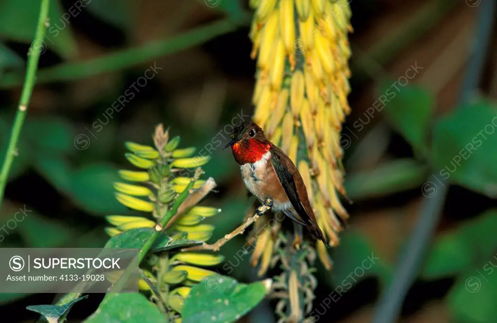 Rufous Hummingbird,Selasphorus rufus,Sonora Desert,Arizona,USA,adult male resting on tree