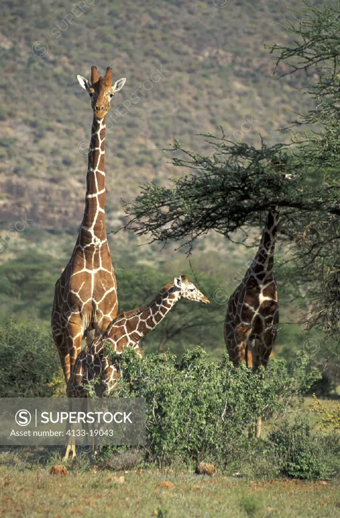 Reticulated Giraffe , Giraffa camelopardalis reticulata , Kenya , Africa Samburu Game , Reserve , Adults with Young